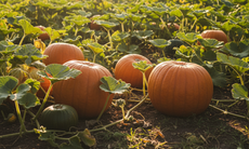 6 nhóm người cần thận trọng khi ăn bí đỏ