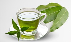 Trà lá xoài – Bí quyết tăng cường chức năng não và trí nhớ