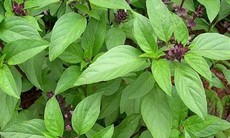 10 lợi ích sức khỏe của húng quế tươi không thể bỏ qua trong chế độ dinh dưỡng