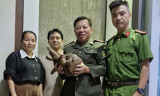 Phát hiện loài động vật quý hiếm trong Sách đỏ đi lạc giữa phố, người đàn ông bàn giao cơ quan chức năng