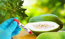 Cách dùng đu đủ xanh loại bỏ axit uric