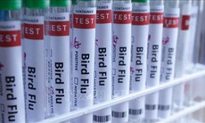 Chuyên gia Canada cảnh báo nguy cơ bùng phát dịch cúm toàn cầu