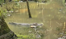 Cảnh báo người dân không tắm sông gần nơi xuất hiện hình ảnh cá sấu ở Cần Thơ