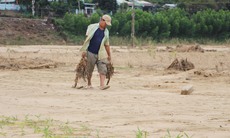 Lũ lịch sử xóa sổ nhiều cánh đồng xanh, để lại những mảnh ruộng hoang tàn