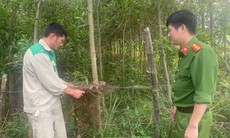 Giải cứu chim trời, thu giữ hàng chục nghìn mét lưới tận diệt