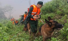 Đà Nẵng: Sử dụng chó nghiệp vụ tìm kiếm nạn nhân vụ sạt lở đất ở Hùng Sơn