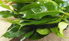 Nên dùng lá vối tươi hay khô là tốt nhất?