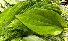 Cách dùng lá trầu không giảm axit uric