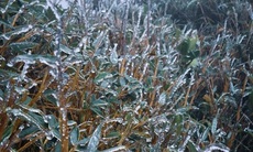 Vùng núi phía Bắc xuất hiện băng giá