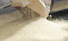 Giá gạo xuất khẩu giảm nhẹ do nhu cầu yếu