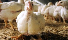 Bệnh nhân Mỹ nhập viện với chủng cúm gia cầm chưa từng ghi nhận ở người