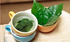 Cách dùng nước lá lốt hỗ trợ giảm axit uric an toàn tại nhà