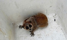 Phát hiện động vật ‘mắc cỡ' quý hiếm  trong sách đỏ giữa đồi keo