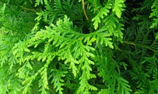 7 bài thuốc ngăn ngừa rụng tóc từ lá trắc bách diệp