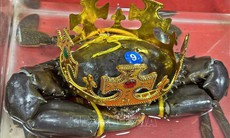 'Vua cua' Cà Mau được lập hồ sơ đề nghị xác lập kỷ lục cua lớn nhất Việt Nam