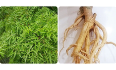 Lá và rễ đinh lăng có tác dụng gì?