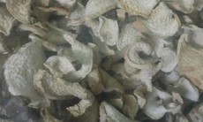 Cách dùng củ ráy hỗ trợ hạ axit uric