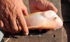 Nguyên nhân ban đầu khiến hàng chục tấn cá chết bất thường ở Cần Thơ