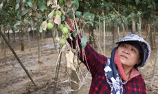 Nông dân Khánh Hòa kiệt quệ khi nho, táo, dê chết hàng loạt sau mưa lũ