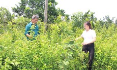 Đa dạng hóa sinh kế, nghề trồng và chế biến dược liệu giúp bà con thoát nghèo