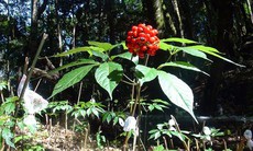 Bà con vùng cao vượt gian khó làm giàu từ dược liệu