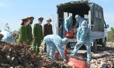 Tiêu hủy hơn 5 tạ lợn nhiễm dịch tả lợn châu Phi