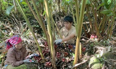 Trồng dược liệu dưới tán rừng giúp người dân Lai Châu nâng cao thu nhập, xóa nghèo bền vững