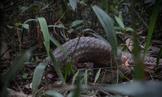 Hành trình ‘trở về nhà’ của những động vật quý hiếm có nguy cơ tuyệt chủng