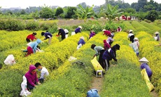 Hồi sinh tri thức thảo dược qua mô hình “làng dược liệu” vùng cao