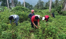 Giá trị bền vững của bài thuốc dân gian trong thời đại mới