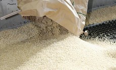 Nhu cầu gạo từ thị trường châu Á giảm, doanh nghiệp tích cực chuyển hướng thị trường