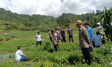 Nâng cao nhận thức về trồng, thu hái, và bảo tồn dược liệu đúng cách