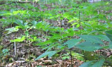 Đà Nẵng xác định dược liệu và sâm có tiềm năng phát triển lớn