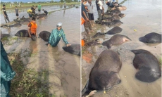 Xót xa hàng chục con trâu bị ngạt nước do bão số 13