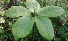 Hoàn thiện cơ chế, chính sách thúc đẩy chuyển đổi số để truy xuất nguồn gốc, minh bạch chuỗi dược liệu