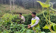 Giữ gìn văn hóa, phát triển dược liệu: Hướng đi mới của tỉnh Ninh Bình