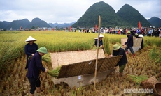 Người Tày Bắc Sơn thi gặt, đập lúa cổ truyền dưới chân Nà Lay