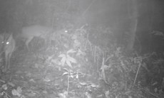 Phát hiện loài động vật 'tuyệt chủng' và kho tàng 12 loài thực vật mới