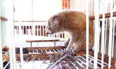 Người dân bắt được cu li quý hiếm khi đi làm đồng