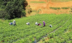 Tập trung vào nguồn gốc và chất lượng để nâng tầm thương hiệu "Dược liệu Việt Nam"