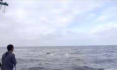 Nhanh chóng cứu 7 ngư dân gặp nạn do chìm tàu cá