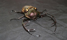 Nhiều động vật quý hiếm biết bay xuất hiện ở Quảng Ngãi