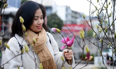 Còn hơn 2 tháng nữa mới Tết,  hoa mộc lan nhập khẩu 'đổ bộ' chợ hoa Quảng An, người Hà Nội  thích thú săn đón