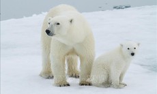 Hy hữu trường hợp gấu Bắc cực nhận con nuôi
