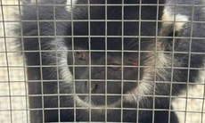 Đặt bẫy bắt linh trưởng quý hiếm thường kiếm ăn ở khu dân cư