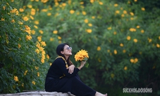 Vườn dã quỳ bung sắc giữa Thủ đô hút khách đến check-in