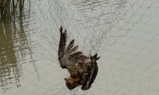 Tiêu hủy hơn 15.000m lưới bẫy chim trời ở Huế