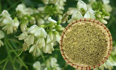 Bài thuốc từ hoa hòe chữa bệnh trĩ chảy máu