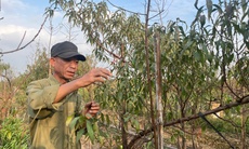 Vườn đào Nhật Tân, mùa 'canh Tết'