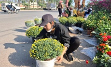 Cúc mâm xôi xuống phố đón Tết từ sớm, giá nhỉnh hơn mọi năm